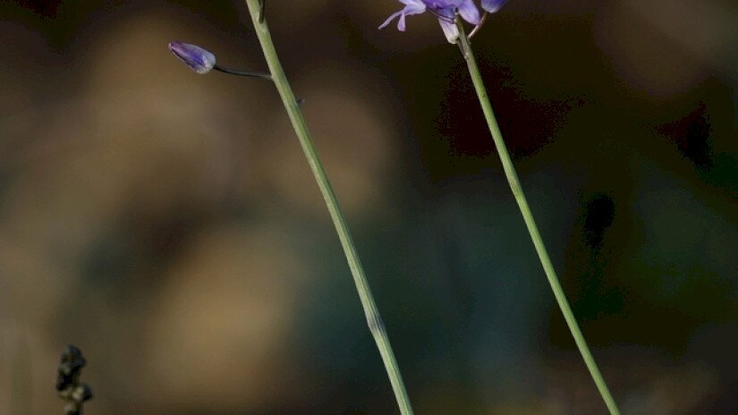 Őszi csillagvirág (Scilla autumnalis)