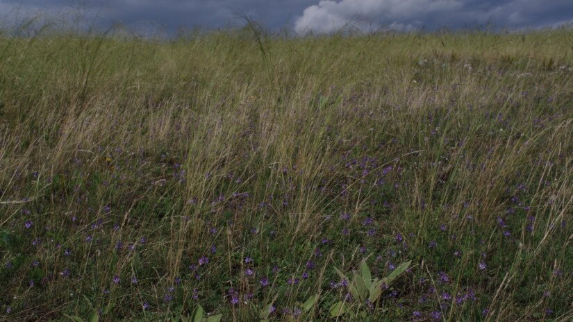 Őszi csillagvirág (Scilla autumnalis) élőhely