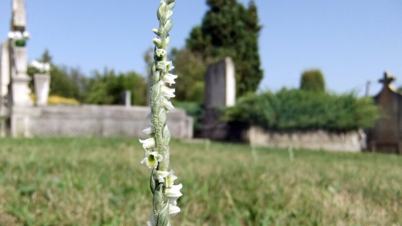 Őszi füzértekercs egy zalai temetőben