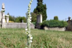 Őszi füzértekercs egy zalai temetőben
