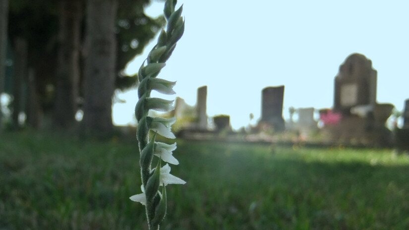 Őszi füzértekercs egy zalai temetőben