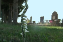 Őszi füzértekercs egy zalai temetőben