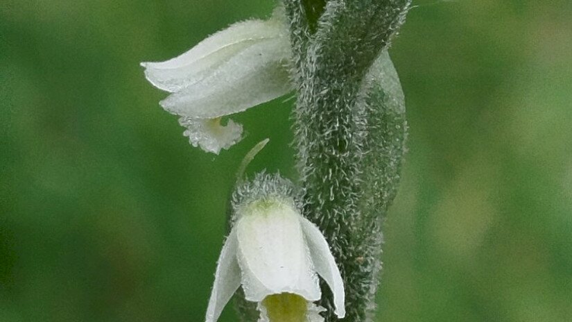 Őszi füzértekercs (Spiranthes spiralis)