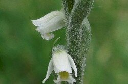 Őszi füzértekercs (Spiranthes spiralis)