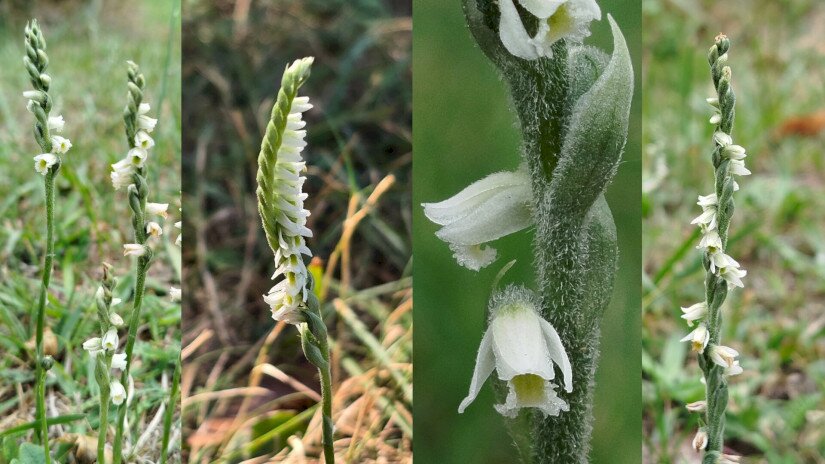 Őszi füzértekercs (Spiranthes spiralis)