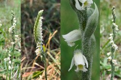 Őszi füzértekercs (Spiranthes spiralis)