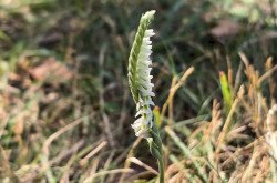 Őszi füzértekercs (Spiranthes spiralis)