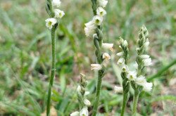 Őszi füzértekercs (Spiranthes spiralis)
