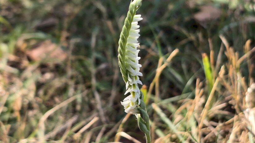 Őszi füzértekercs (Spiranthes spiralis)