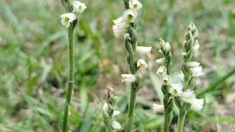Őszi füzértekercs (Spiranthes spiralis)