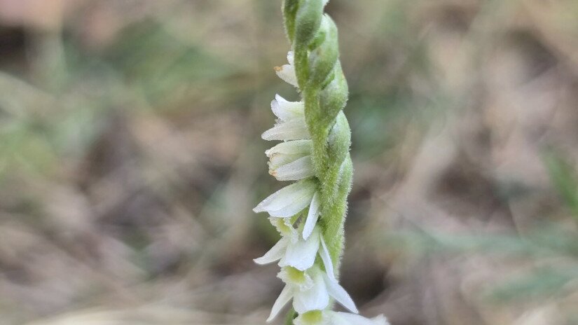 Őszi füzértekercs (Spiranthes spiralis)