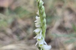Őszi füzértekercs (Spiranthes spiralis)