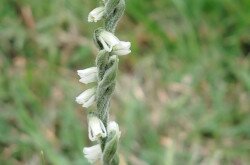 Őszi füzértekercs (Spiranthes spiralis)