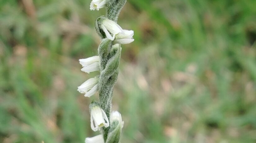 Őszi füzértekercs (Spiranthes spiralis)
