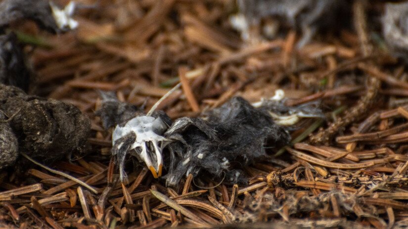 Owl pellet, remains