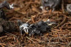 Owl pellet, remains