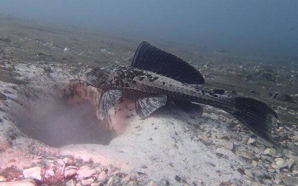 A Hévízi-tó „új” halfaja a párducmintás vértesharcsa (Pterygoplichthys disjunctivus)
