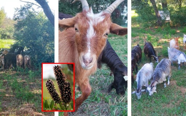 Magyar parlagi kecske tartásának fontossága a Balaton-felvidéki Nemzeti Park Igazgatóság területén