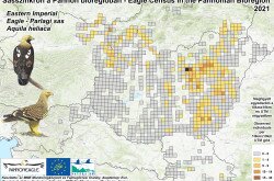 Parlagi sasok megfigyelési adatai a Pannon-régióban