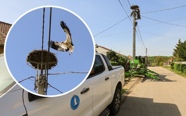 Segítő beavatkozás egy gólyapár költésébe