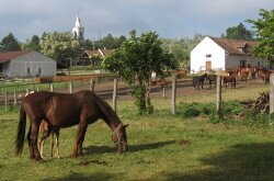 Pferde im Meierhof, Saföld