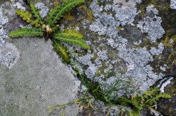 Pikkelypáfrány (Ceterach javorkaeanum)
