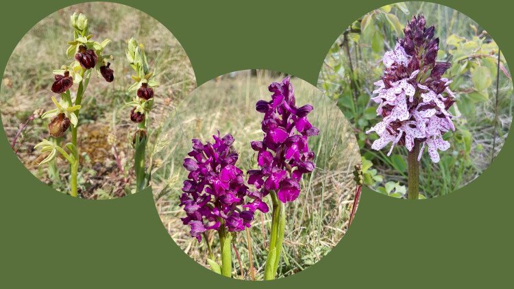 Három orchideafaj új állományai a BfNPI saját vagyonkezelésű gyepterületein