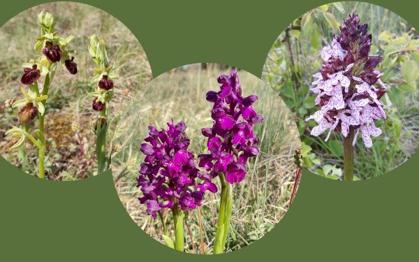 Három orchideafaj új állományai a BfNPI saját vagyonkezelésű gyepterületein