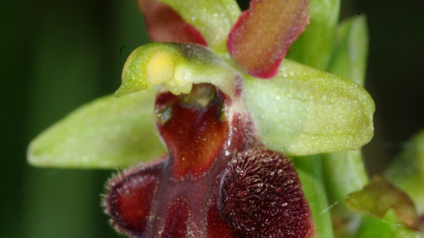 Pókbangó (Ophrys sphegodes)