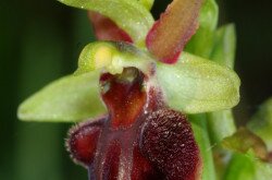 Pókbangó (Ophrys sphegodes)