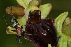 Pókbangó (Ophrys sphegodes)