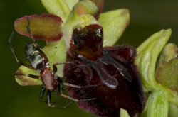 Pókbangó (Ophrys sphegodes)