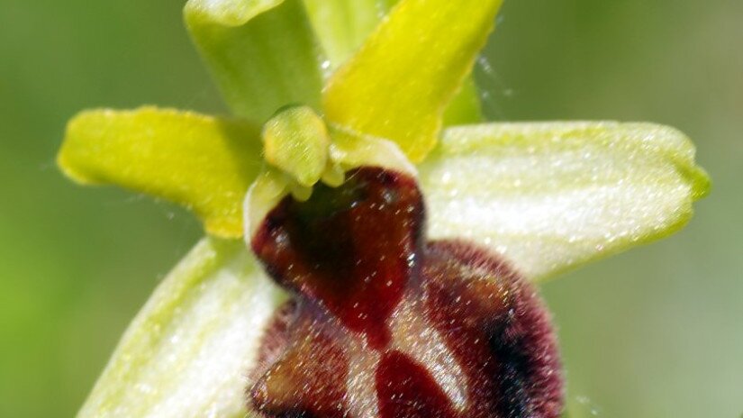 pókbangó (Ophrys sphegodes)