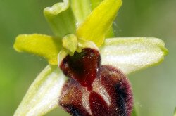 pókbangó (Ophrys sphegodes)