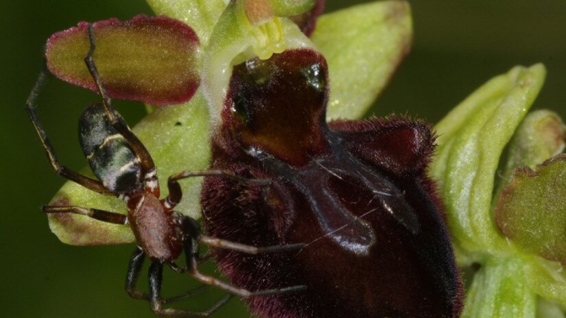 Pókbangó (Ophrys sphegodes)