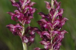 Poloskaszagú kosbor (Anacamptis coriophora)