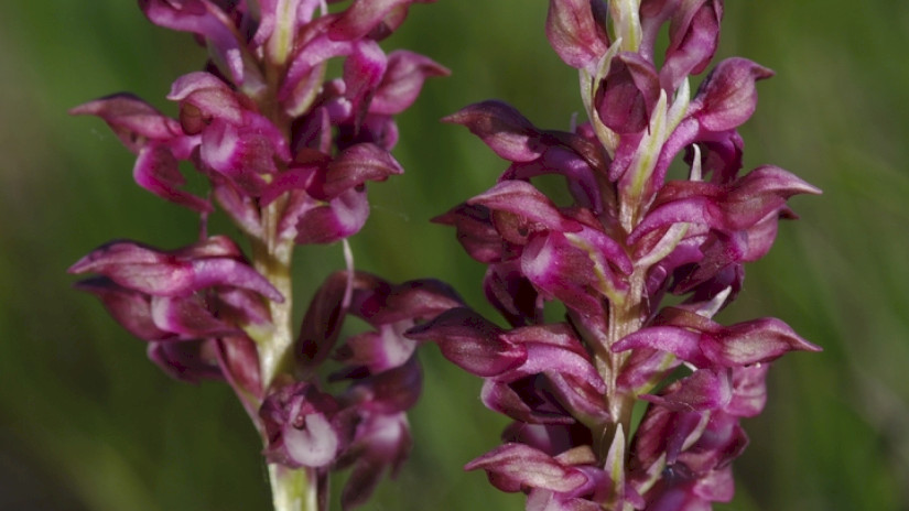 Poloskaszagú kosbor (Anacamptis coriophora)