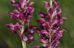 Poloskaszagú kosbor (Anacamptis coriophora)