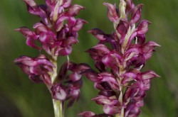 Poloskaszagú kosbor (Anacamptis coriophora)