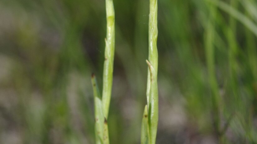 Poloskaszagú kosbor (Anacamptis coriophora)