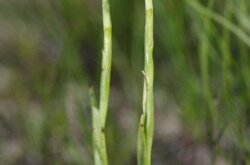 Poloskaszagú kosbor (Anacamptis coriophora)