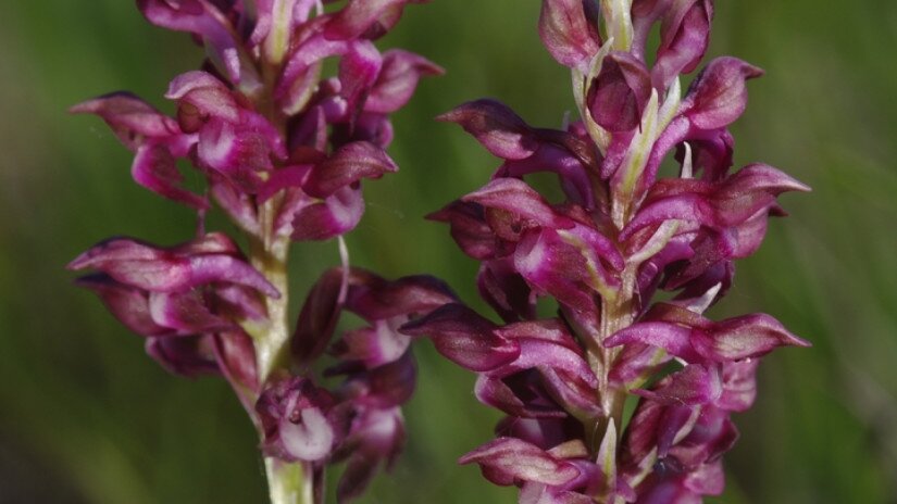 Poloskaszagú kosbor (Anacamptis coriophora)