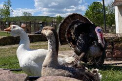 Poultry yard at the Manor, Salföld