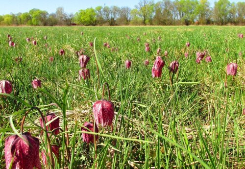 Protected natural areas of local interest