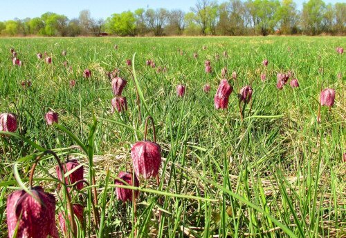 Protected natural areas of local interest
