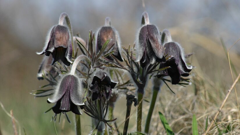 Pulsatilla pratensis subsp. nigricans