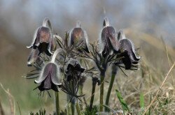 Pulsatilla pratensis subsp. nigricans