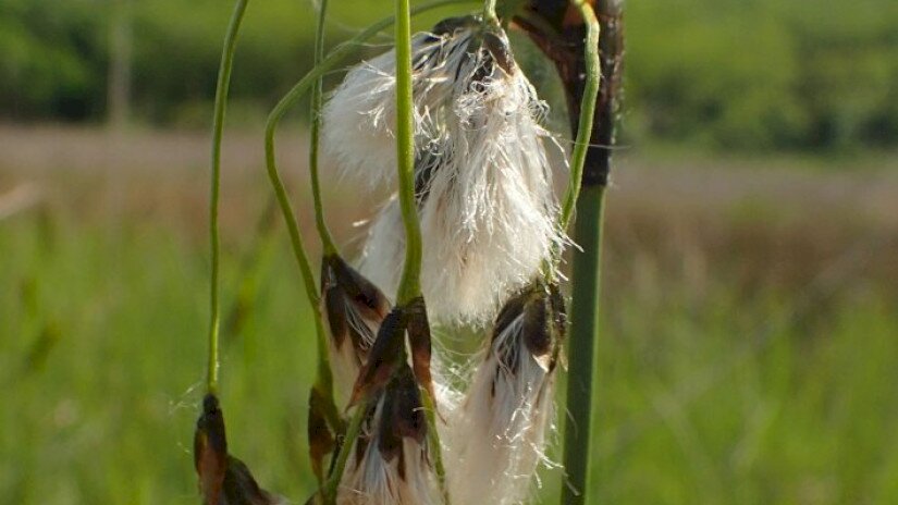 Pusztaszentlászló, széleslevelű gyapjúsás