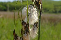 Pusztaszentlászló, széleslevelű gyapjúsás