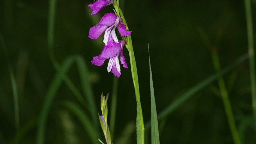 Réti kardvirág (Gladiolus imbricatus)